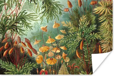 Produktbild von MuchoWow® Poster Alte Meister - Kunst - Muscinae - Haeckel 120x80 cm - Bilder