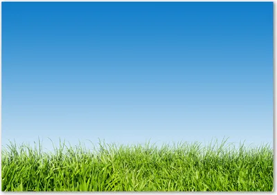 Produktbild von Tulup® Glas-Bild - 100 x 70 - Wandbild aus Glas - Wandkunst - Wandbild hinter gehärtetem Sicherheitsglas - Blumen & Pflanzen - Gras - Grün