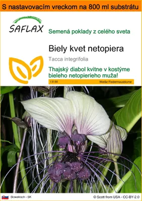 Obrázok produktu pre SAFLAX Garden in the bag - Biely kvet netopiera - Tacca integrifolia - 10 Semená - S pestovateľským substrátom v praktickom samostaviteľnom vrecku