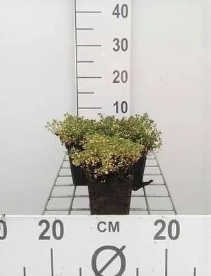 Produktbild von 6 x  Thymus praecox 'Doone Valley' - Thymian - Topf 9 x 9 cm