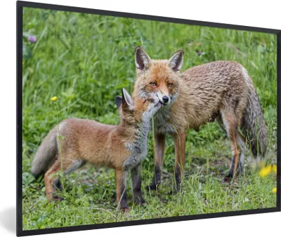 Produktbild von MuchoWow® MuchoWow® Gerahmtes Poster Füchse - Kind - Gras 30x20 cm - Poster mit zchwarzem Bilderrahmen - Kunstdruck - Bild-Poster
