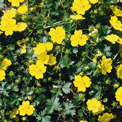 Immagine prodotto di 6 x Volpino - Potentilla aurea | Vaso 9cm x 9cm