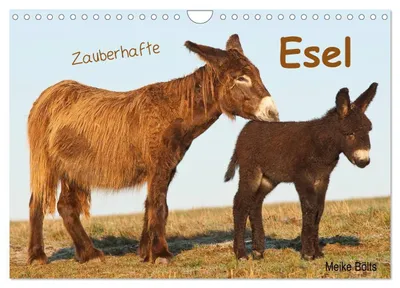 Produktbild von Zauberhafte Esel (Wandkalender 2027 DIN A4 quer), CALVENDO Monatskalender