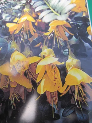 Produktbild von Vierflügeliger Schnurbaum - Sophora microphylla Sunking - Synonym Hilsop - 30-40cm