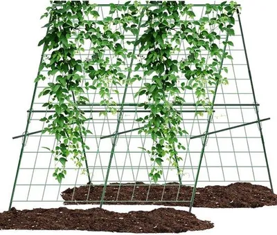 Zdjęcie produktu dla Kratka do pomidorów i ogórków – 120 cm x 120 cm – akcesoria ogrodnicze
