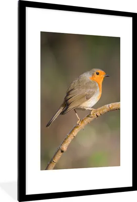 Produktbild von MuchoWow® Gerahmtes Poster Rotkehlchen - Vogel - Natur 60x90 cm - Poster mit Schwarzem Bilderrahmen Wandposter Rahmen Foto Bilder - Dekoration - Wandposter Wohnzimmer - Hochwertig