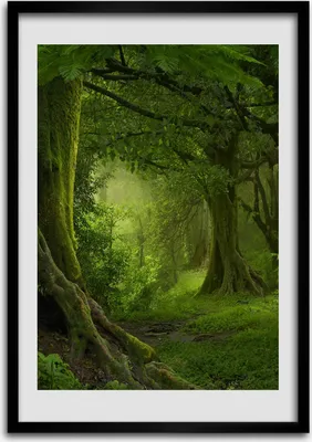 Produktbild von Bild - Bilderrahmen - 50 cm x 70 cm - MDF - Rahmen - Wandkunst Tropischer Dschungel