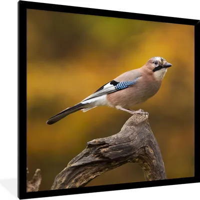 Produktbild von MuchoWow® Gerahmtes Poster Vogel - Zweig - Eichelhäher 40x40 cm - Poster mit Schwarzem Bilderrahmen Wandposter Rahmen Foto Bilder - Mit Rahmen - Wanddekoration Schlafzimmer