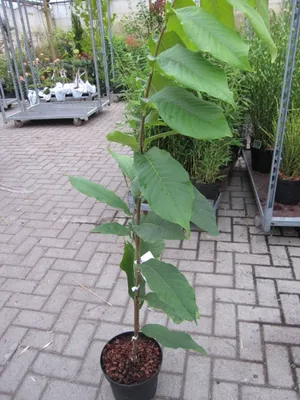 Produktbild von Asimina triloba Sunflower - Indianerbanane Paupau (Pawpaw) - selbstfruchtend 80-100cm