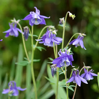 Produktbild von Bloomique - 3er Set - Aquilegia Caerulea Frühlingszauber - Akelei - Gartenpflanzen - Winterhart - Höhe 10-20cm - Topf 9x9cm