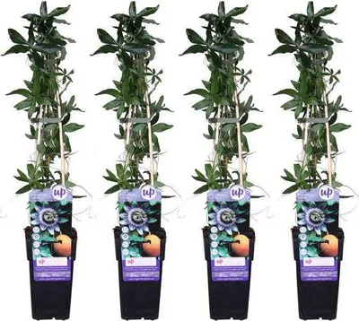 Obrázek produktu pro Modrá mucenka (Passiflora caerulea) - popínavá rostlina, prumer 15cm, výška