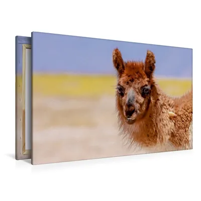 Produktbild von Calvendo Textil-Leinwand 120 cm x 80 cm quer Lama, Bergwitz Uwe; 7398956