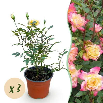 Produktbild von Green boutiQ - Gartenrose - Rosa Tricolor Fairy - Rose - Winterhart - Gelb-Rosa - 3 Pflanzen - Topf 12cm - Höhe 20-25cm