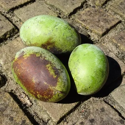 Three pawpaw fruits are lying on a brick-like surface.