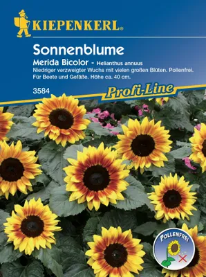 Immagine prodotto di KIEPENKERL Sonnenblume Merida Bicolor