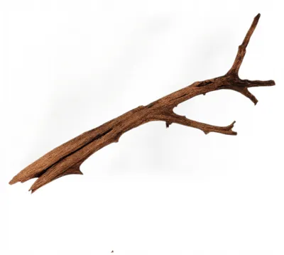 Zdjęcie produktu dla Dekoracja akwariowa – korzeń, drewno namorzynowe 50–70 cm, naturalne