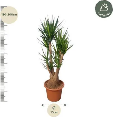 Zdjęcie produktu dla Olbrzymia - palma lisciasta - Yucca Elephantipes rozgaleziona - roslina