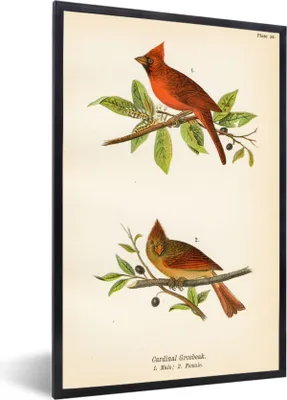 Produktbild von MuchoWow® MuchoWow® Gerahmtes Poster Antiker Vogeldruck Vögel 40x60 cm - Poster mit zchwarzem Bilderrahmen - Papierdruck - Wandbilder