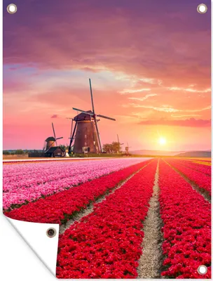 Obrázek produktu pro MuchoWow® Zahradní plakáty - Květiny - Větrný mlýn - Tulipány - Západ slunce - Růžová - 160x120 cm - Zahradní dekorace