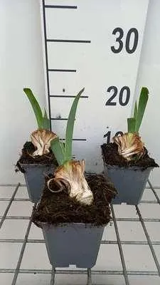 Produktbild von 6 x  Iris (germ.) 'Red Orchid' - Schwertlilie - Topf 9 x 9 cm