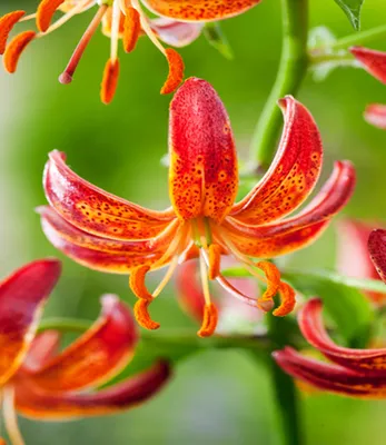 Produktbild von Lilien Blumenzwiebeln Zwiebeln Blumen Türkenbund-Lilie Sunny Morning 1 St.