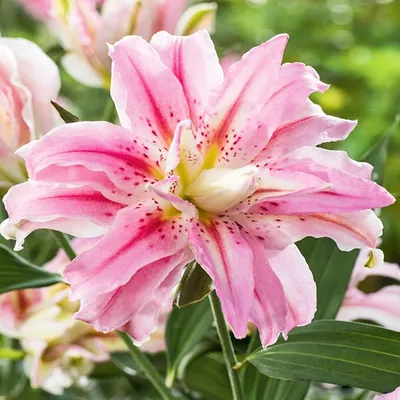 Produktbild von Lilien Zwiebeln Blumen Gefüllte Orientalische Lilie Sweet Rosy 1 St.
