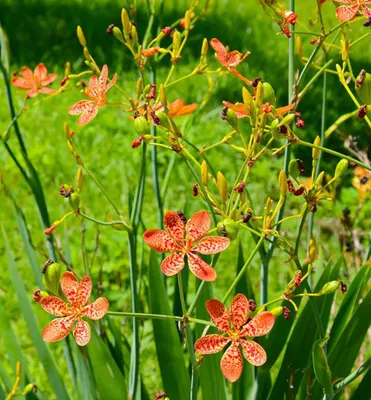 Produktbild von Leopardenblume, Cont. 0,5 l