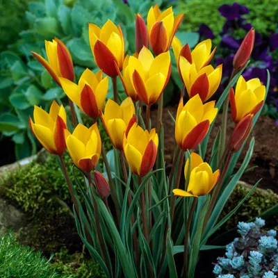 Zdjęcie produktu dla Tulipan Botaniczny Clusiana Tubergen's Gem 5 szt. Tulipany Cebulki