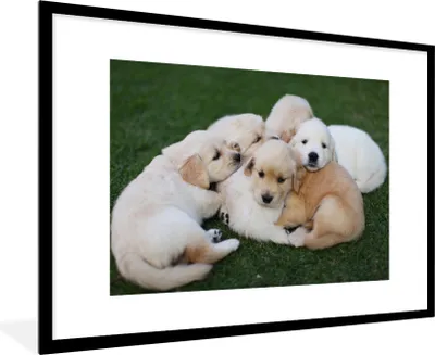 Produktbild von MuchoWow® MuchoWow® Gerahmtes Poster Tiere - Welpen - Hunde 90x60 cm - Poster mit zchwarzem Bilderrahmen - Wanddekoration - Fotos