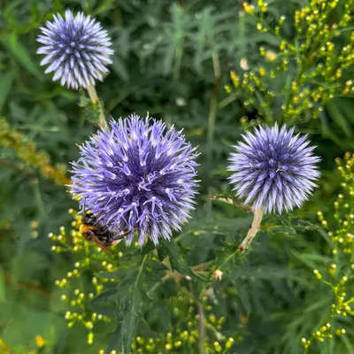 Produktbild von Kugeldistel Echinops ritro 60 Pflanzen Blaue Blütenkugeln 10-25cm Ø9cm Deko