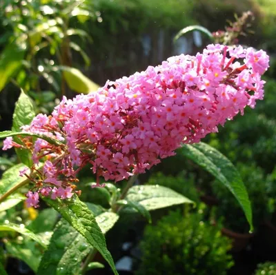 Produktbild von Sommerflieder Pink Delight ® - Buddleja davidii