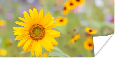 Produktbild von MuchoWow® Poster Blumen - Sonnenblume - Gelb 160x80 cm - Foto Poster