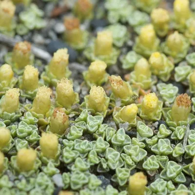 Produktbild von 6 x Neuseeländischer Schafsteppich - Raoulia australis  | Topf 9cm x 9cm