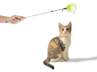 Produktbild von Katzenwedel mit Federkopf · animierendes Katzenspielzeug · 74 cm · hellgrün