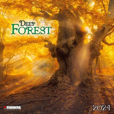 Produktbild von Deep Forest 2024
