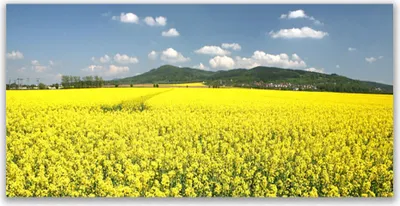 Produktbild von Acrylglasbilder 120x60 Wandbild Druck Wiese Natur