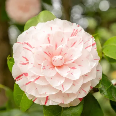 Produktbild von Bakker.com - Kamelie William Bartlett, Der topf / Ø 9cm / Lieferhöhe 20-25cm