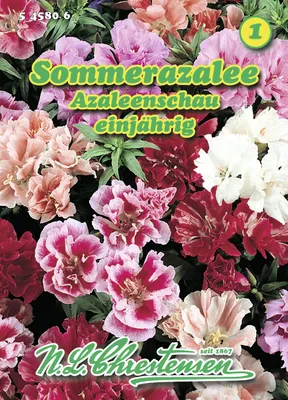 Produktbild von Sommerazalee Azaleenschau | Azaleensamen von N.L. Chrestensen