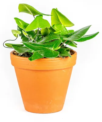 Obrázek produktu pro Gardners Hemionitis Arifolia, průměr 8,5 cm