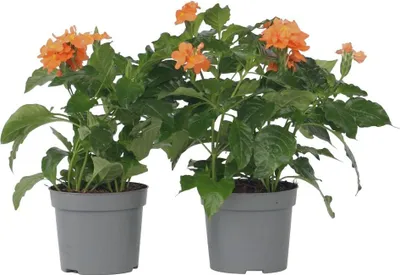 Zdjęcie produktu dla Krossandra lejkowata - 4 szt - Crossandra 'Fortuna' - W20-30cm - ⌀13cm