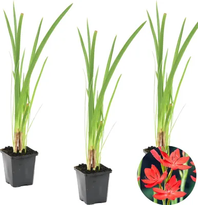Zdjęcie produktu dla Bloomique - Zestaw 3 szt. - Schizostylis Coccinea - Lilia Kaffir Red - Mieczyk błotny - Rośliny do oczek wodnych - Rośliny wodne - Odporne na zimę - Wysokość 10-20 cm - Doniczka 9 cm