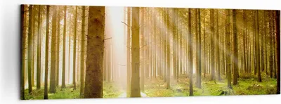 Produktbild von Bild auf Leinwand - Leinwandbild - Bäume Sonne Natur - 160x50cm - Wand Bild - Wanddeko - Wandbilder - Leinwanddruck - Bilder - Kunstdruck - Wanddekoration - Leinwand bilder - Wandkunst - AB160x50-0156