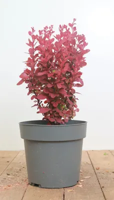 Produktbild von Berberis thunbergii 'Orange Rocket', Säulen-Berberitze, orange, 20–25 cm