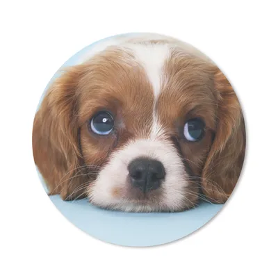 Produktbild von MuchoWow® Mauspad Mousepad Cavalier King Charles Spaniel Welpe 20x20 cm - Mousepads - Maus Mat - Pad - Mausunterlage - Schreibtischmatte