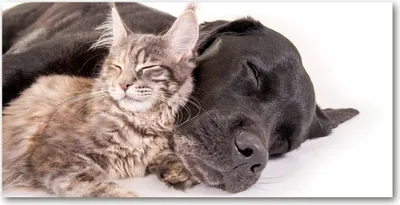 Produktbild von Tulup® Glas-Bild - 100x50 -Wandkunst - Wandbild hinter gehärtetem Sicherheitsglas  - Tiere - Hund Katze - Braun