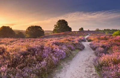 Produktbild von Papermoon VLIES Fototapete, Digitaldruck,  Blühende Heide bei Sonnenaufgang (675)