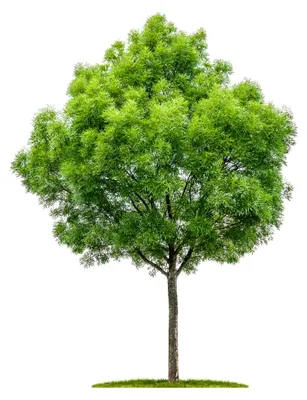 Produktbild von Schmalblättrige Esche Fraxinus angustifolia 20 Samen