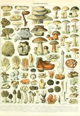 Immagine prodotto di Grafika Puzzle Giocattolo educativo Larousse Funghi 1000 pezzi
