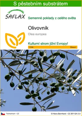 Obrázek produktu pro SAFLAX - olivovník - Olea europea - 20 Semena - S pěstebním substrátem bez klíčků