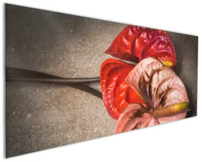 Produktbild von Wallario Küchenrückwand aus Glas, Größe: 125 x 50 cm, Motiv: Blüten einer Flamingoblume - Anthurie - auf schwarzem Marmor | Spritzschutz | abwischbar | pflegeleicht | in